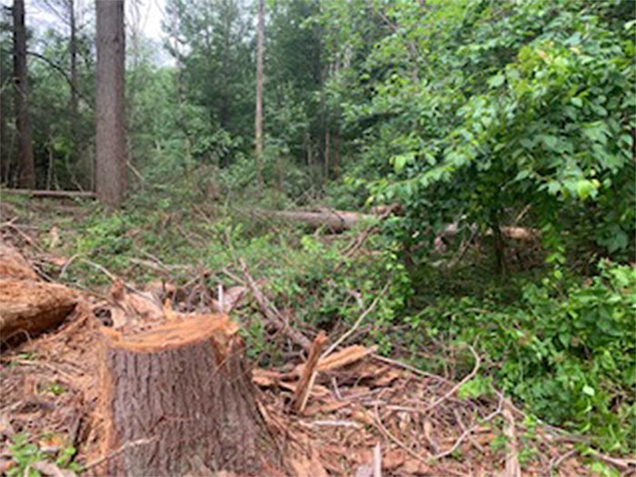 Big Tree Stump