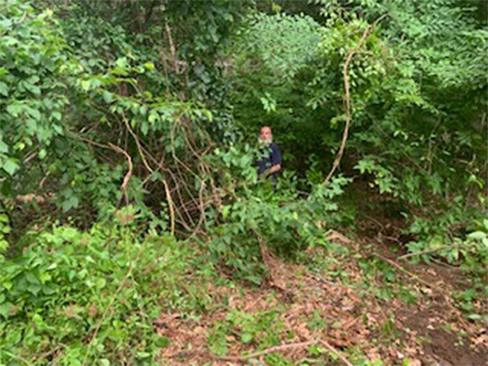 Worker Cuttings all the Trees