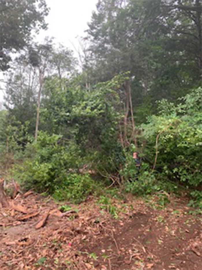 Vines