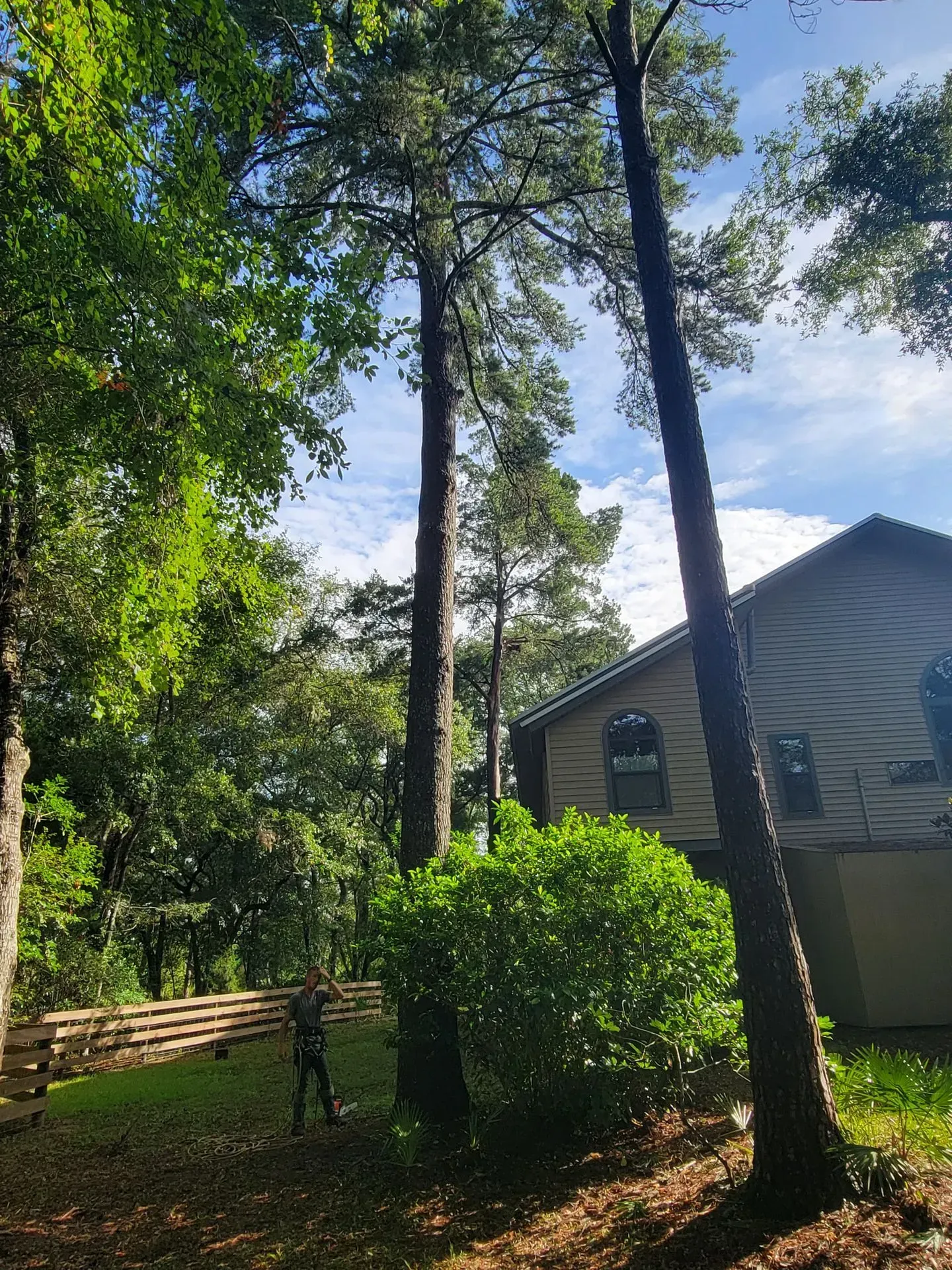 Person carrying lumber near a house and tall trees in a yard on a sunny day.