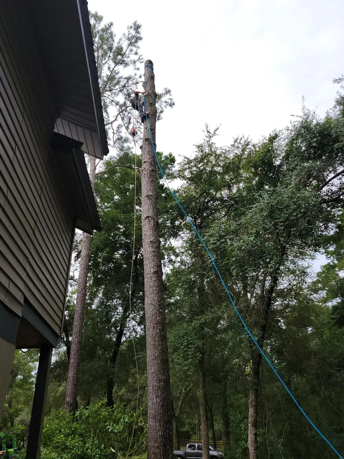 A tree being trimmed next to a house; a worker is high up in the tree with rope.