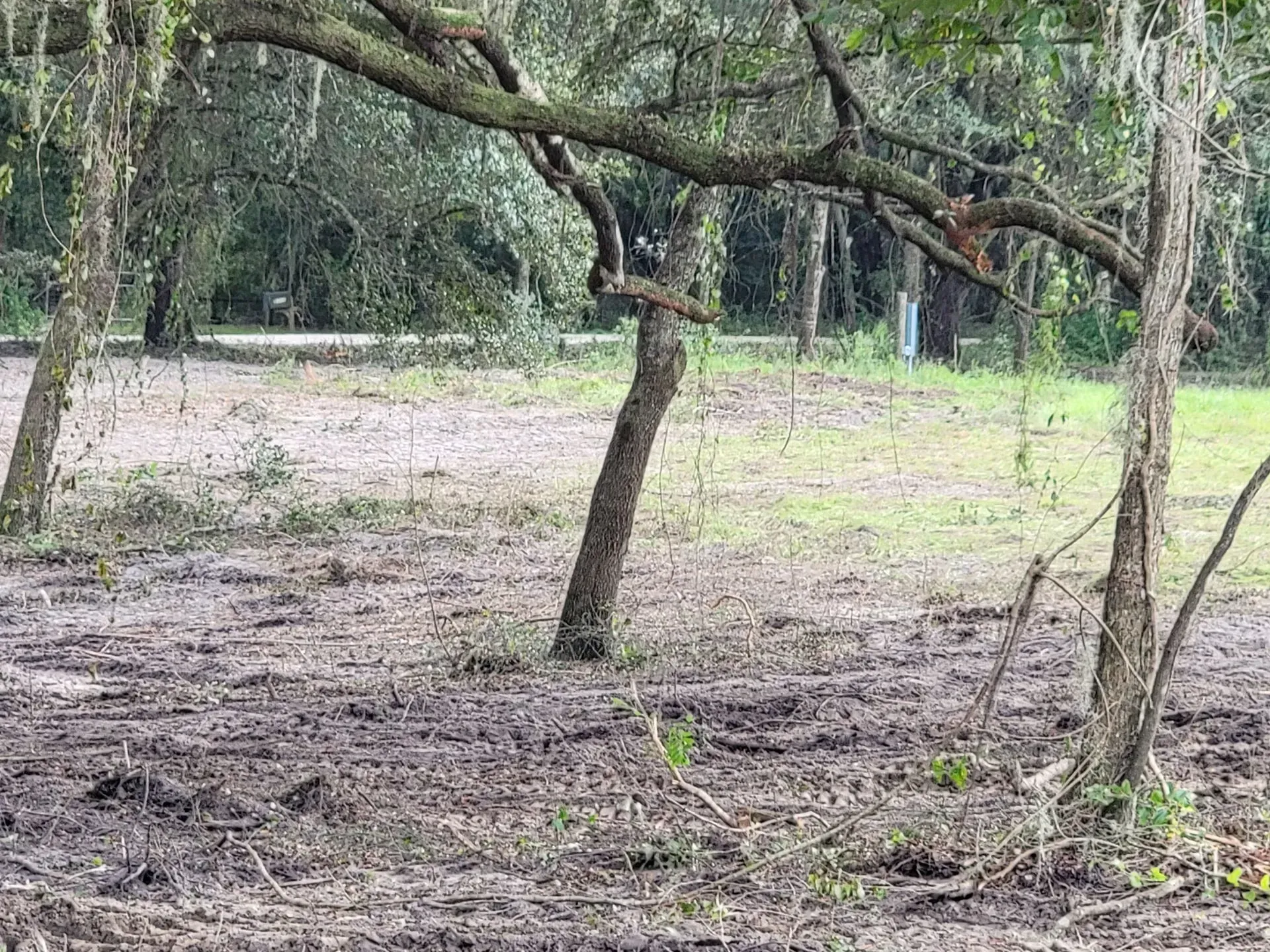 Muddy clearing with trees, Spanish moss, and a hint of green grass in the background.