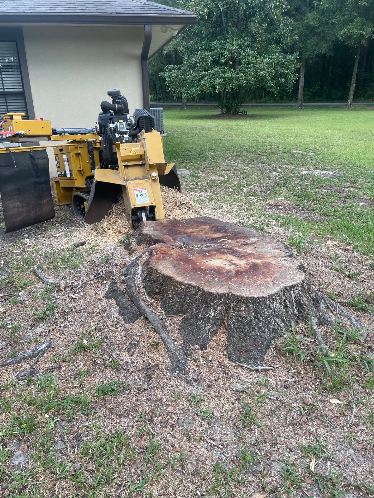 Yellow stump grinder beside a large cut tree stump in a grassy yard near a house.