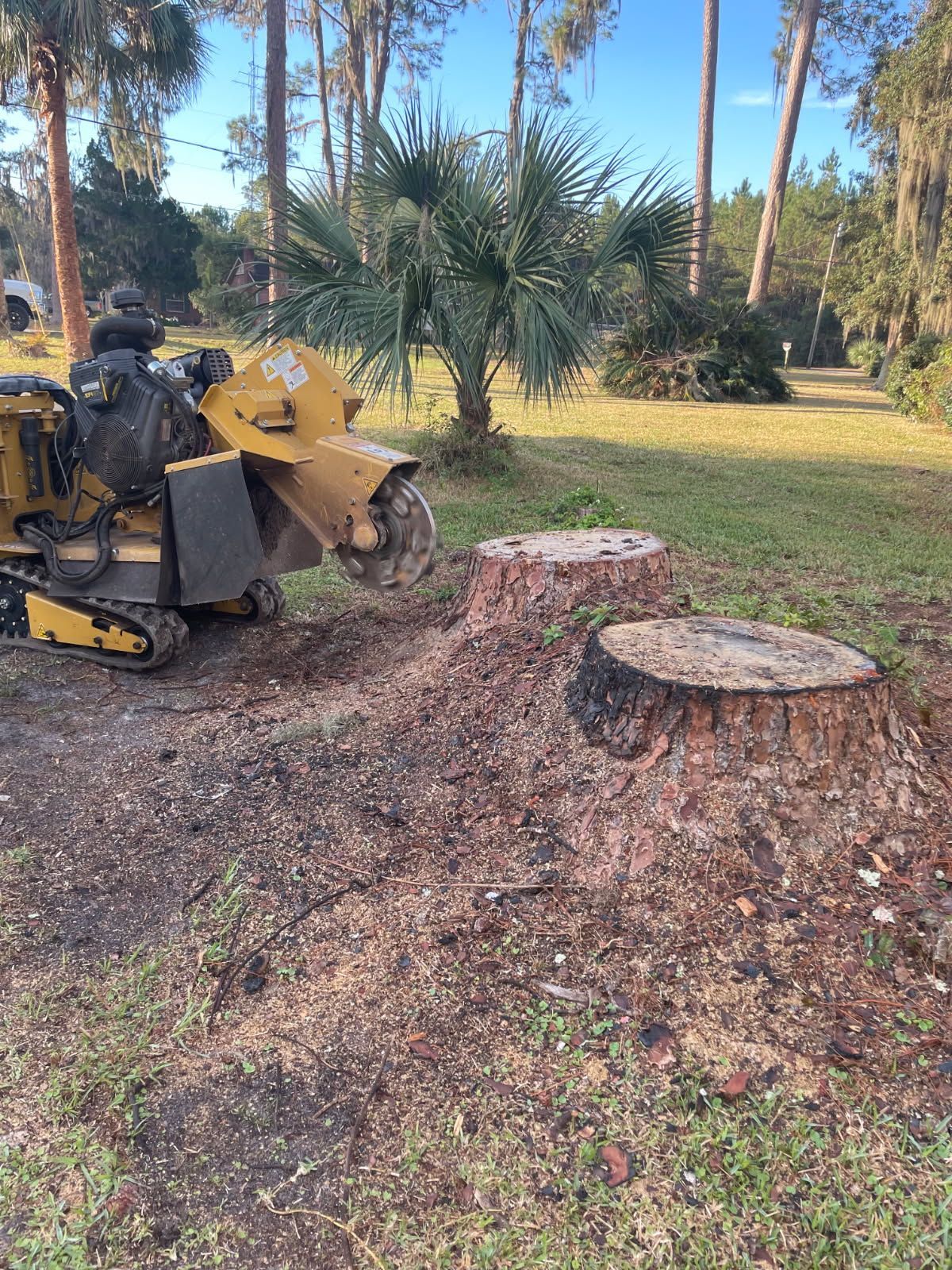 Stump grinder grinding tree stumps in a yard; wood shavings surround stumps.