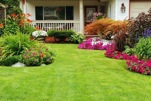 healthy green lawn after treatmen
