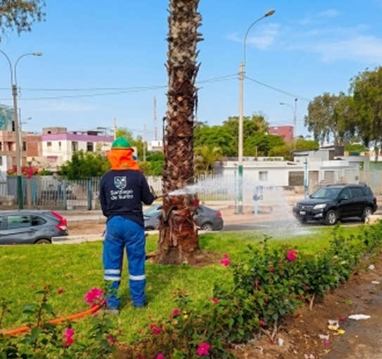 Una persona con pantalones azules riega una palmera en un jardín junto a la carretera, con coches y edificios cerca.