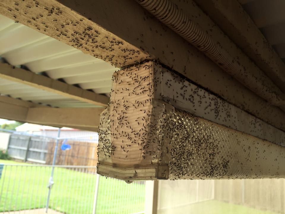 Pillar Under a Patio Roof Covered in Dense Brown Ant Infestation — Rudy's Carpet Cleaning & Pest Management In Sharon, QLD
