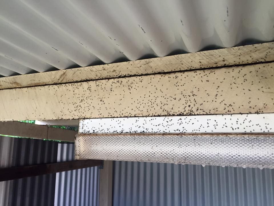 Metal Roof With Beams and Small Insects Clustered on the Surface — Rudy's Carpet Cleaning & Pest Management In Sharon, QLD