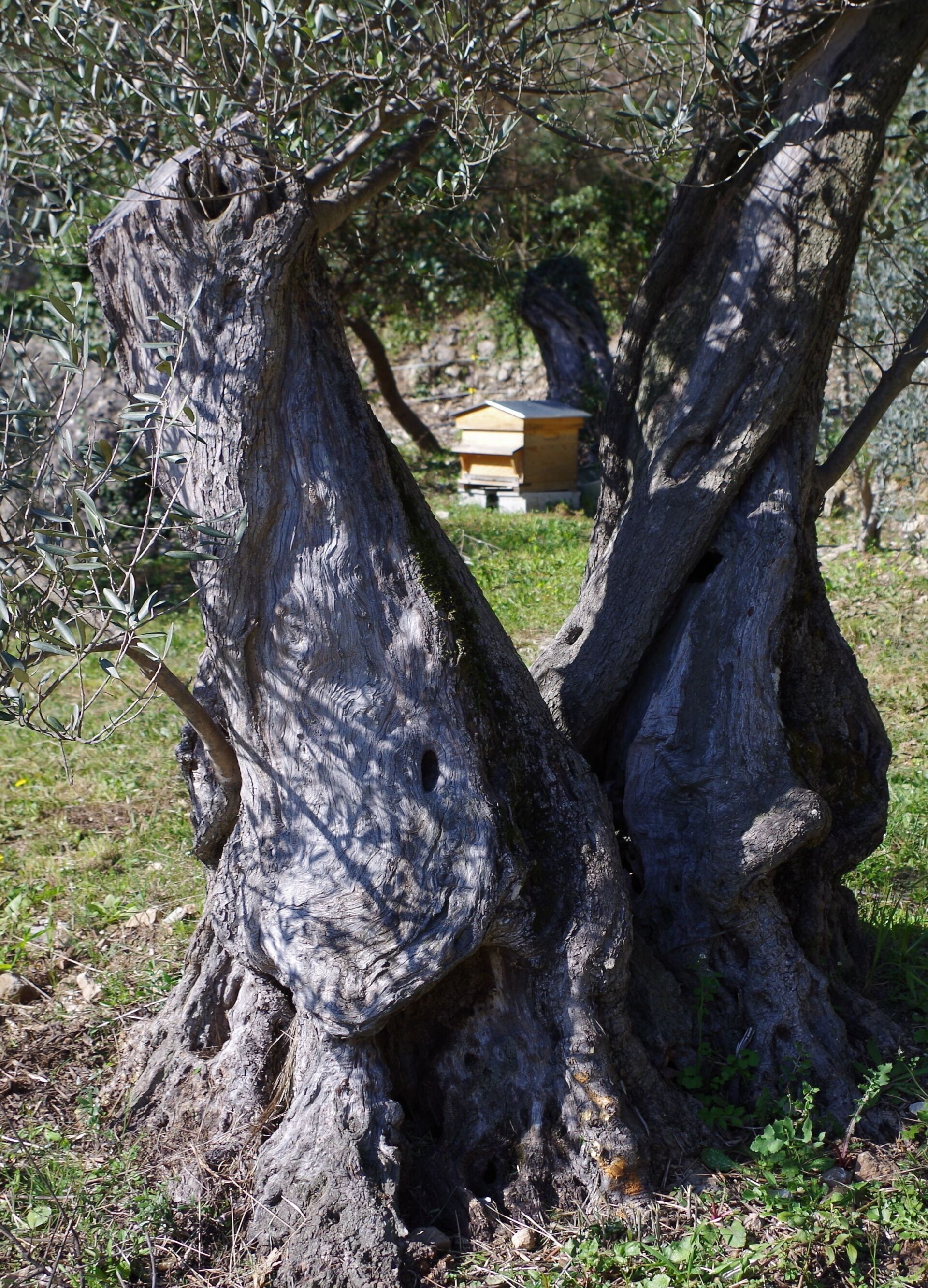 Provence - Abeille - fleurs - olivier - arbre - aigle de bonelli - renard - mante religieuse - Argynnis pahpia - papillon - chêne - gland - champignon - mediterannee - PACA - alpes cote azur - foret - agro foresterie
