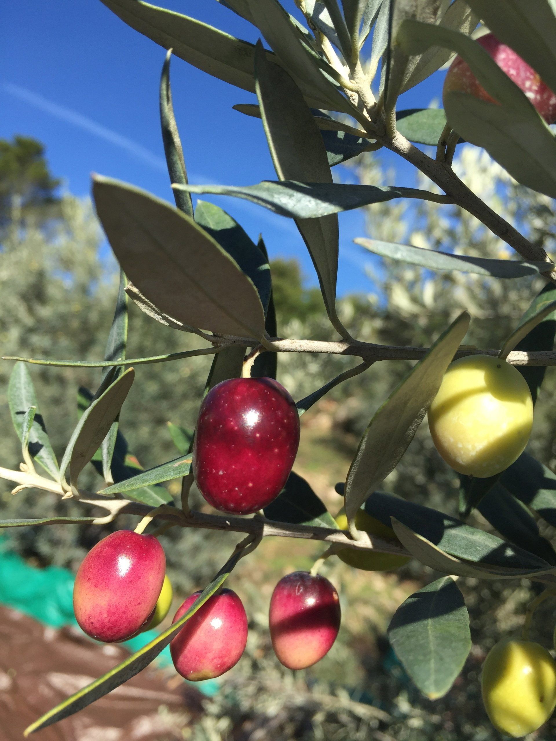 Domaine des escavalins - mediterannee - PACA - alpes cote azur - foret - agro foresterie Provence - olives - WWOOF - helpex - olive grove - olive oil producer - oil extraction - organic producer - pick up olive - pick up - olive comb - harvest