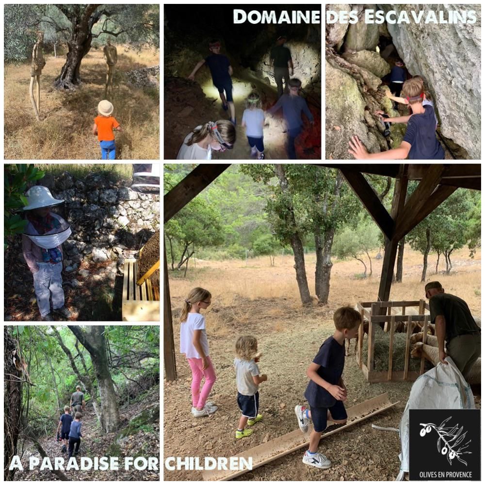 Domaine des escavalins - Provence - gite - bastide - olive grove - olive oil producer - holiday apartment - olives - trails - mountain tracks - hiking - GR - PACA - French Riviera - Alps