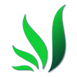A green leaf with a shadow on a white background