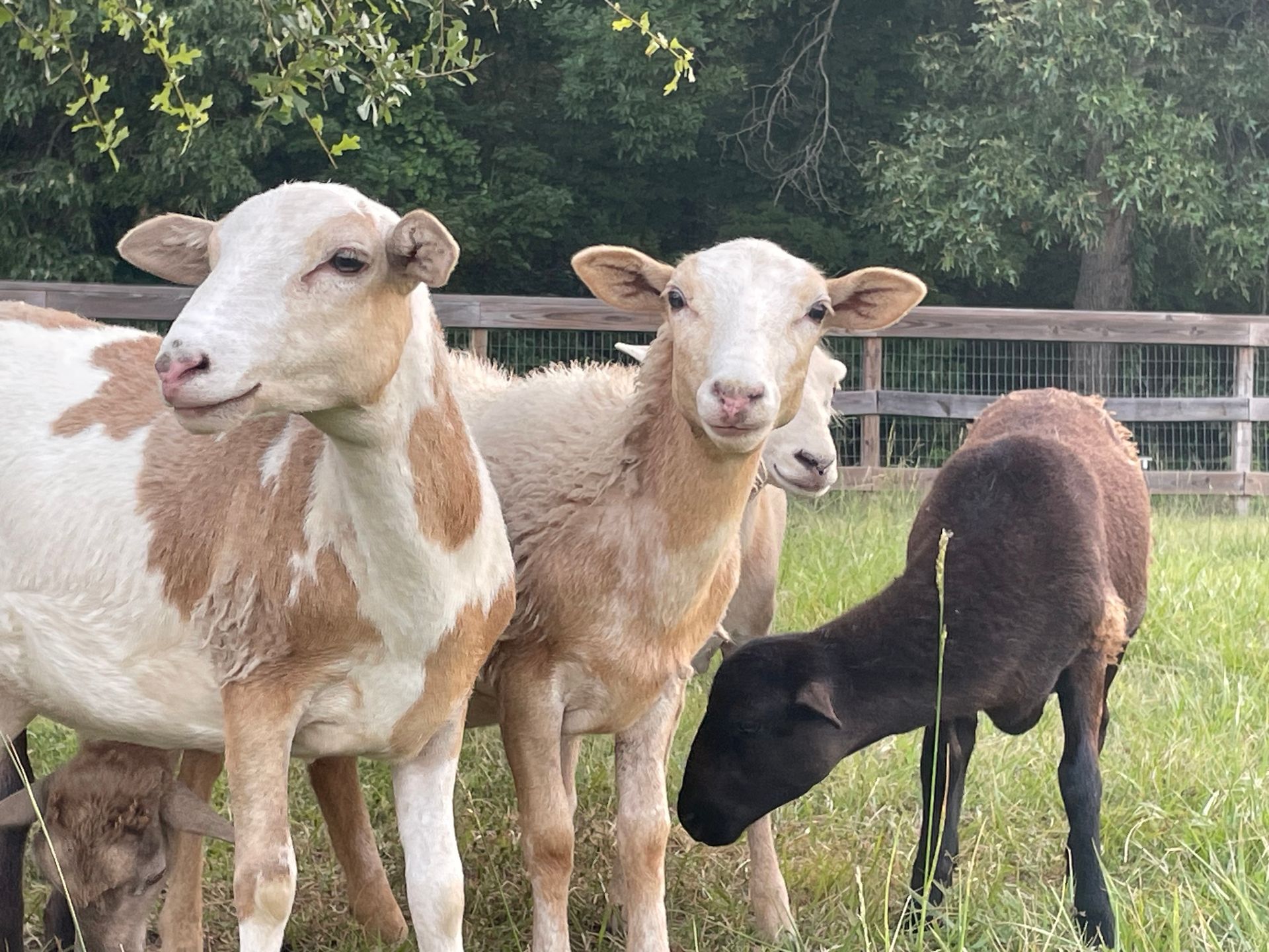 Sheep grazing in a grassy field near a wooden fence. Some are white, tan, and black.
