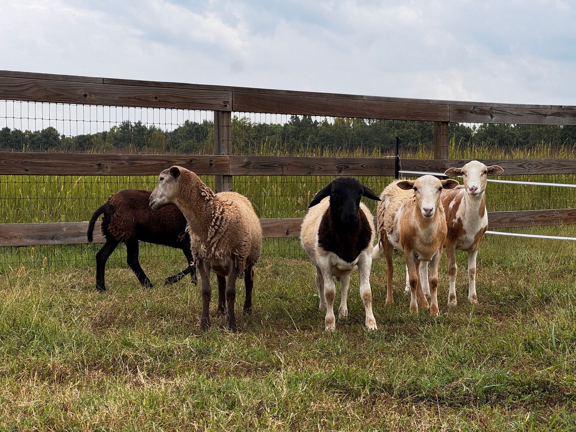 Sheep grazing in a grassy field, near a wooden fence, under a cloudy sky.