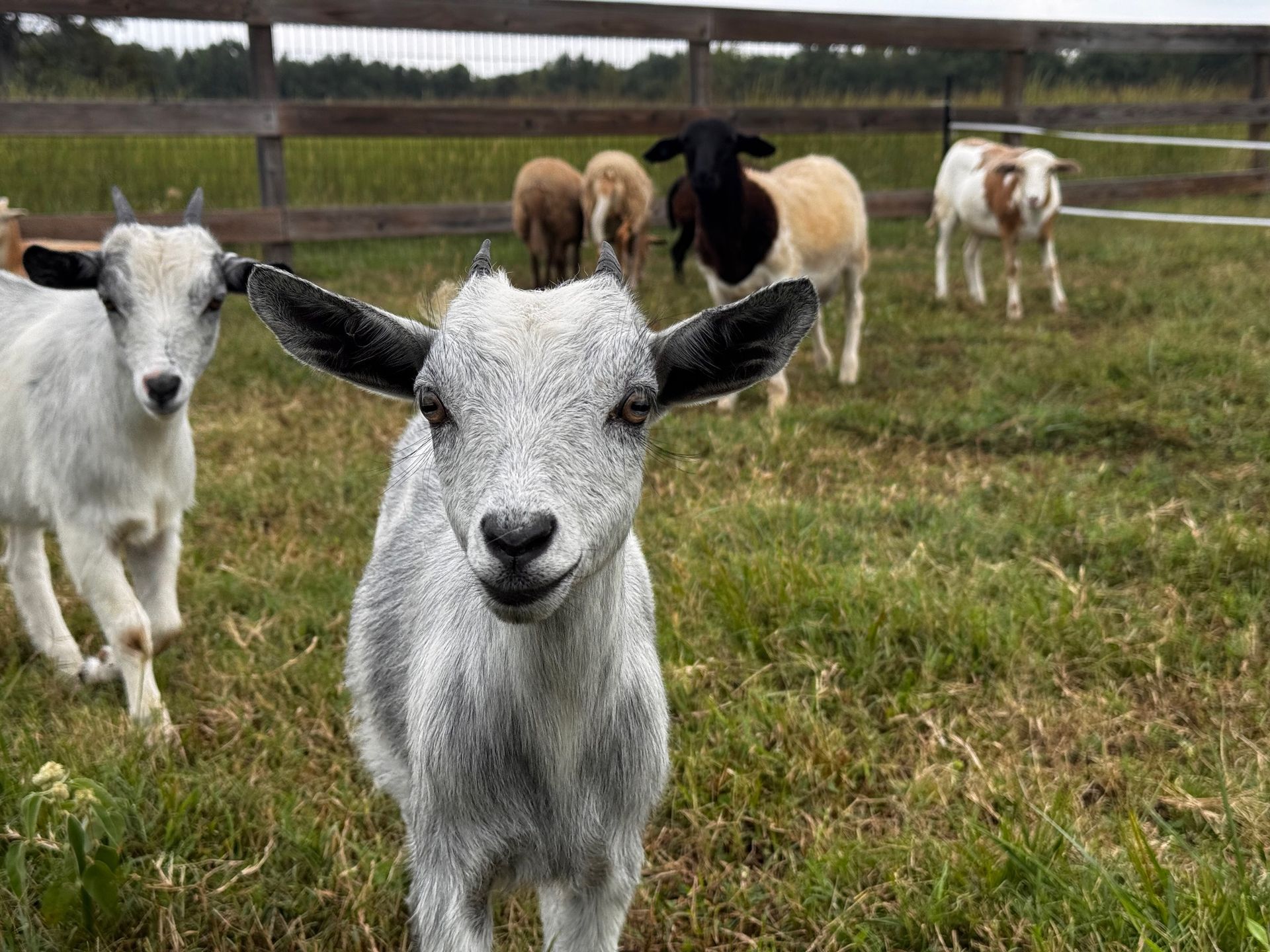Goats and sheep graze in a grassy field near a wooden fence. The central goat looks at the camera.