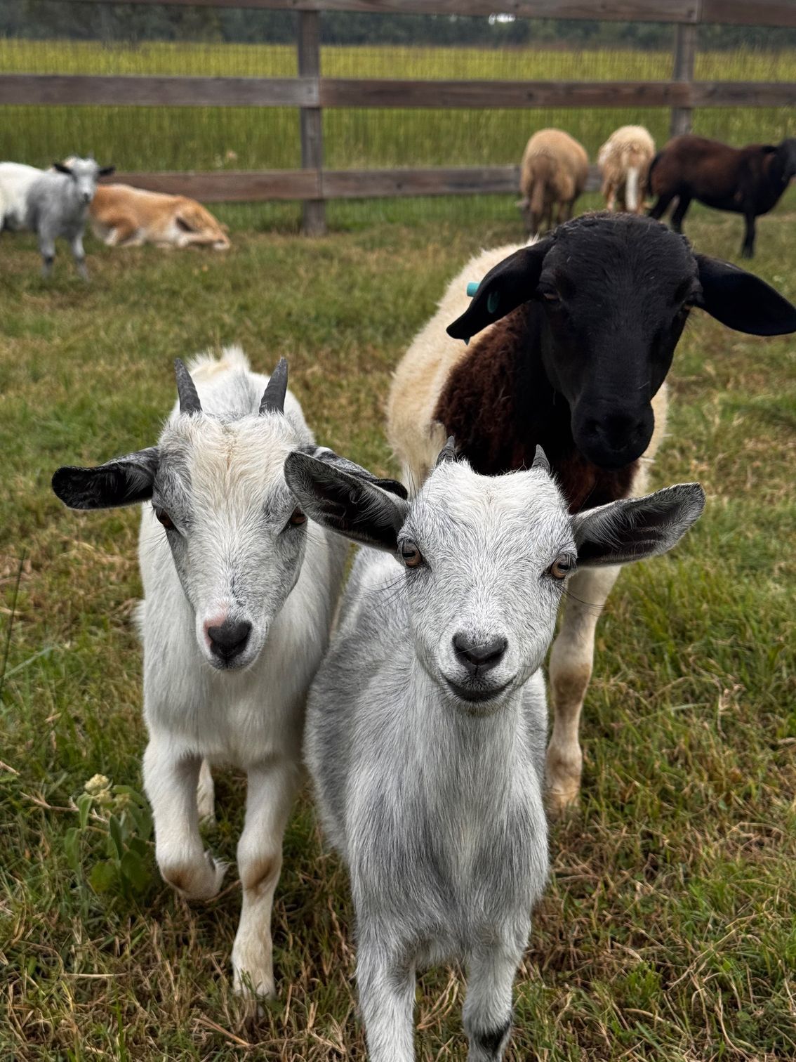 Two goats and a sheep in a grassy field. The goats are pale gray, looking forward, while the sheep is black-faced.
