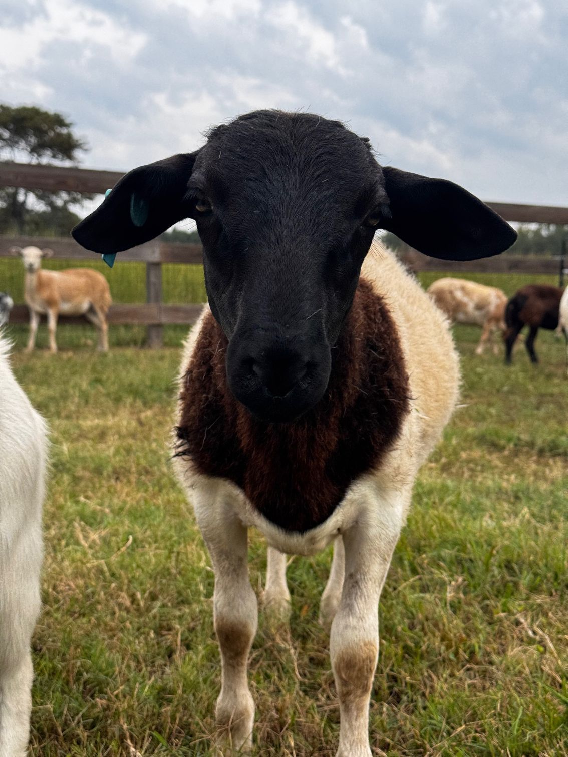 Black-faced sheep with brown neck markings stands in a grassy field, looking directly at the camera.