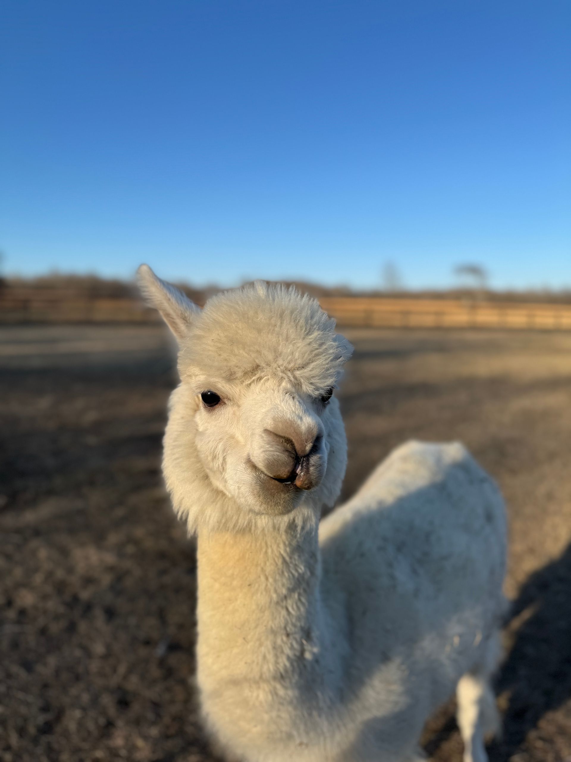 White alpaca with a slight smile, standing outdoors on a sunny day.