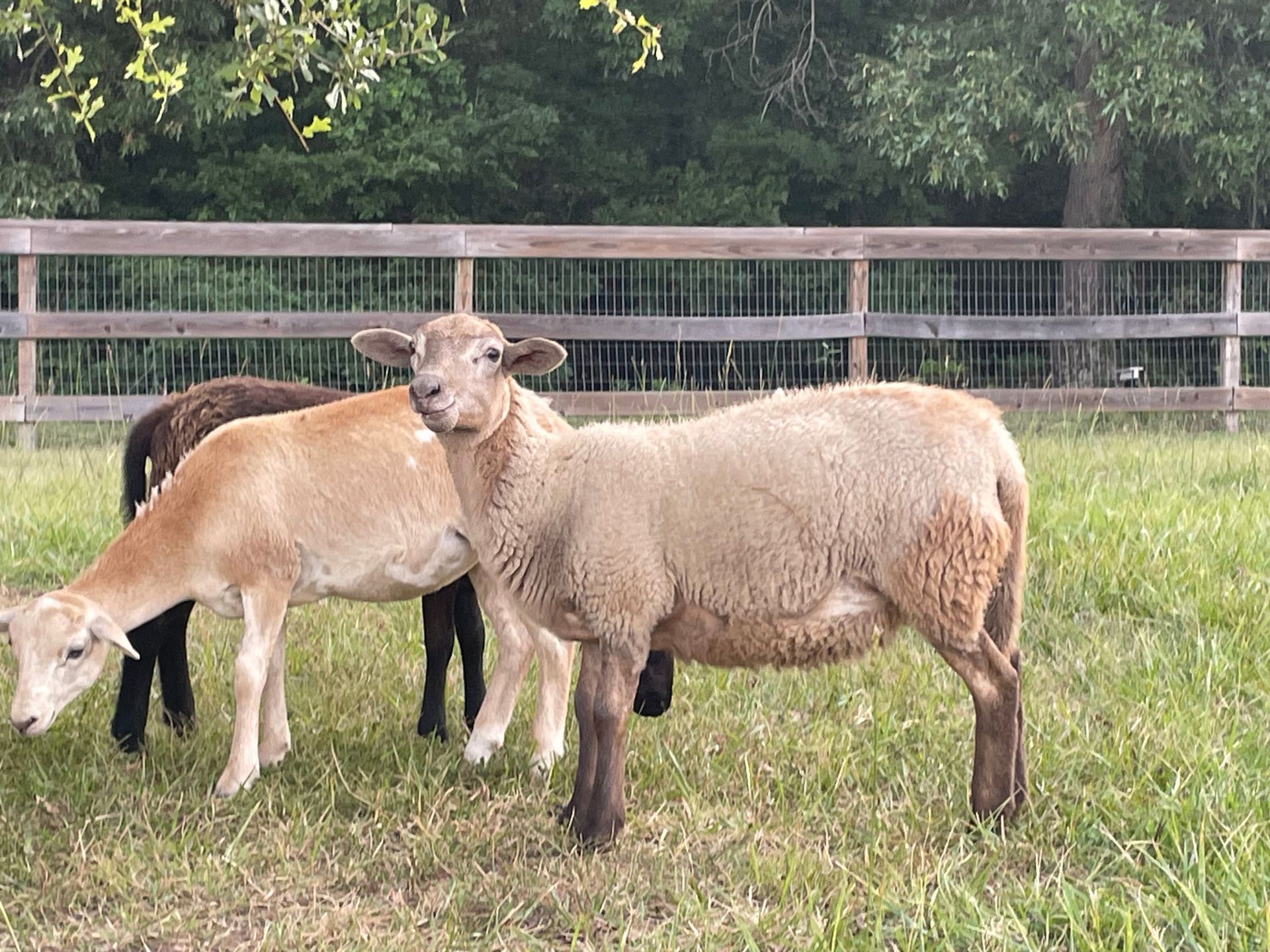 Three sheep grazing in a grassy field, brown and tan coats, wooden fence in the background.