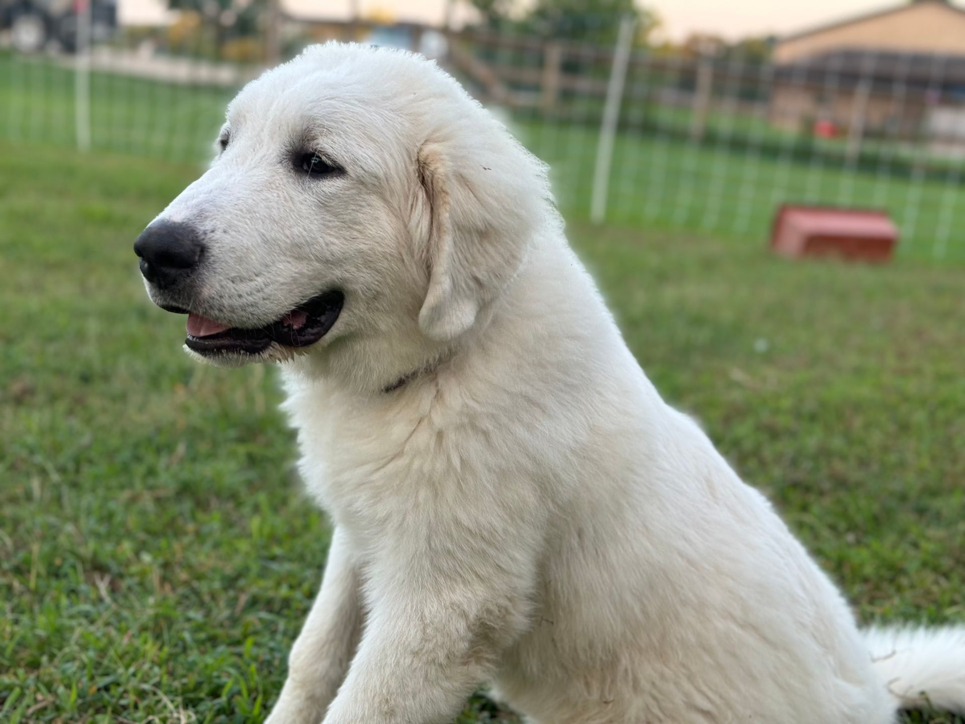 White Great Pyrenees dog sitting in grass, looking to the left.