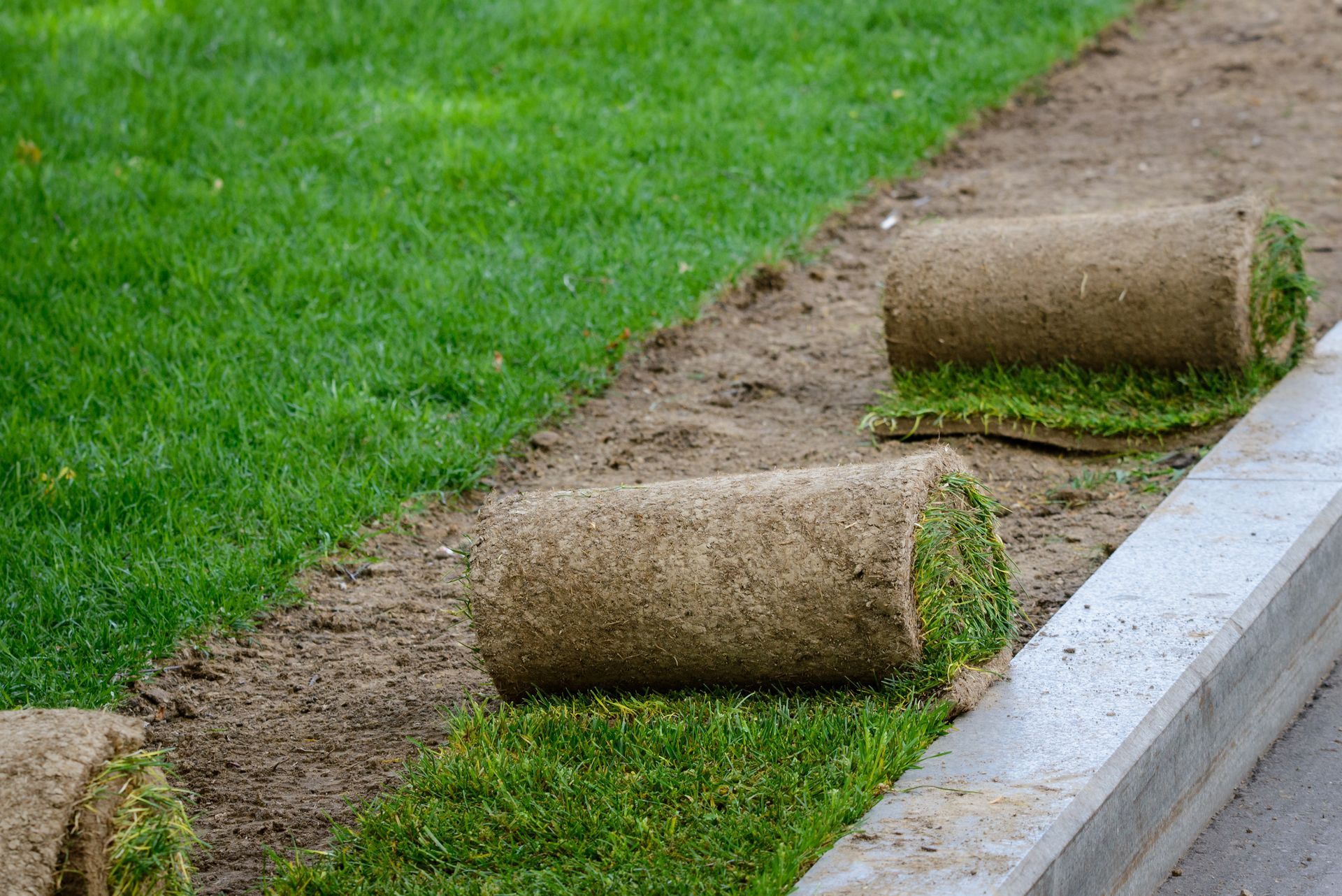 Rouleaux de gazon posés le long d'une bordure en béton, à côté d'une pelouse.