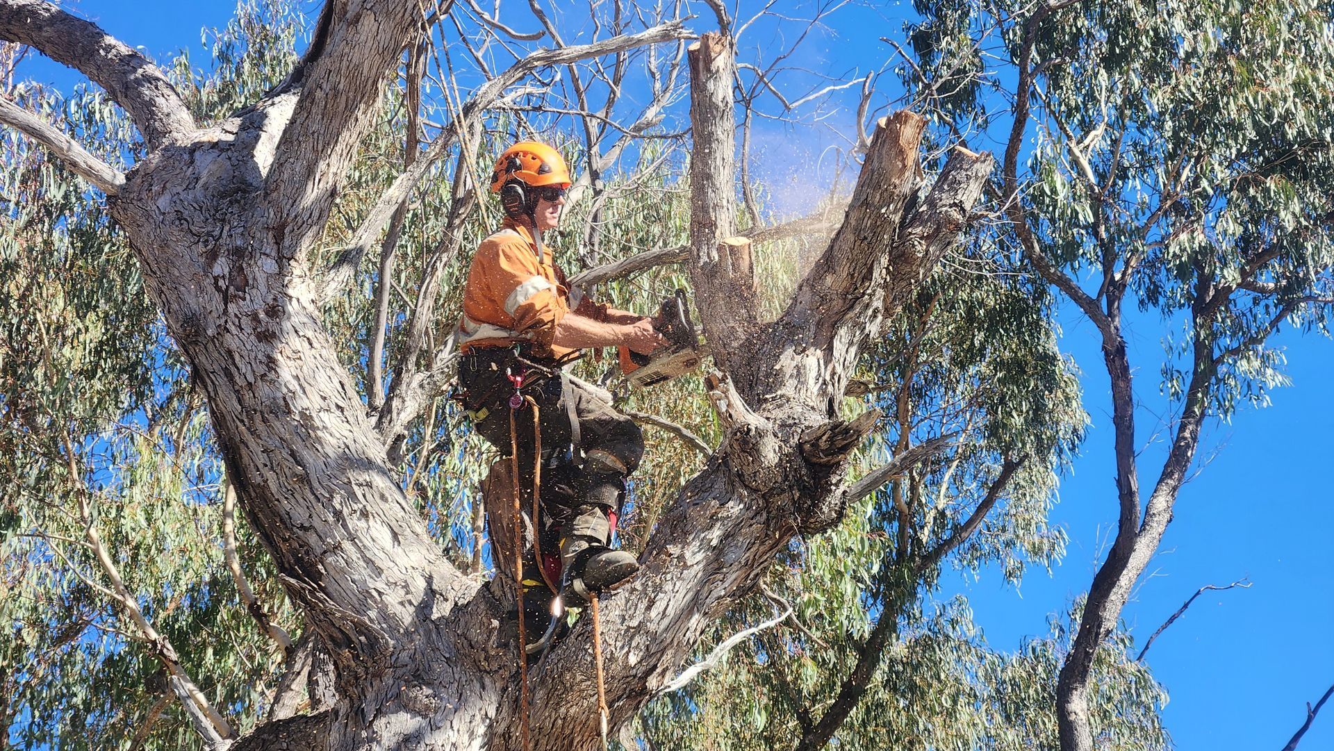 Arborist in a Tree Using a Chainsaw and Orange Wood Chipper in Background — Agile Arbor Pty Limited in Kelso, NSW