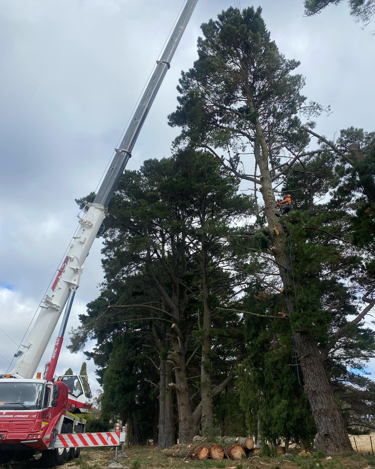Crane Lifting Tree Limbs; Arborist in Tree; Red Truck — Agile Arbor Pty Limited in Blue Mountains, NSW