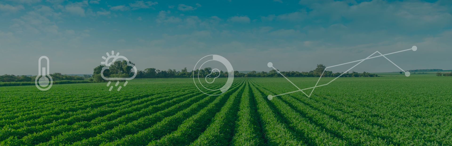 Brazilian Peanut Report