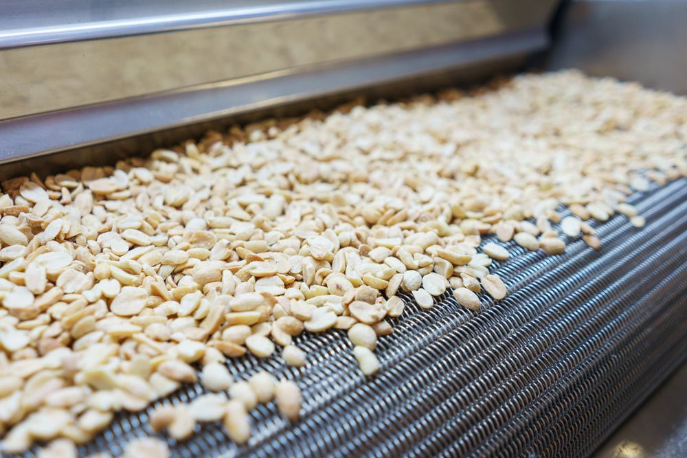 Amendoins estão sendo processados ​​em uma correia transportadora em uma fábrica.