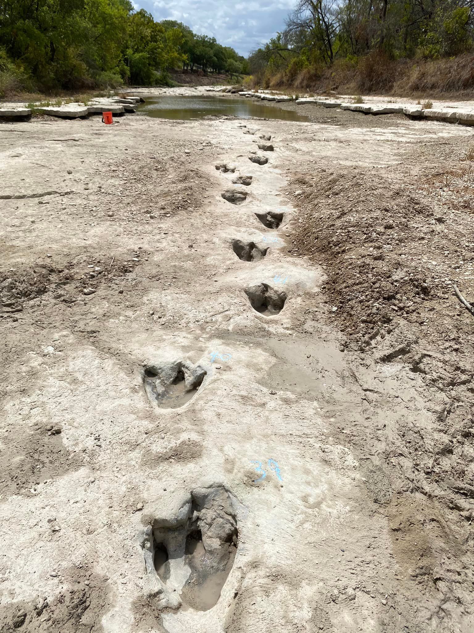 Dinosaur Tracks