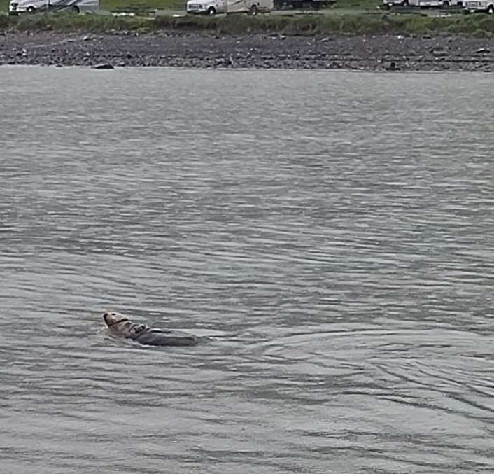 Sea otters resting in Resurrection Bay near Seward Alaska