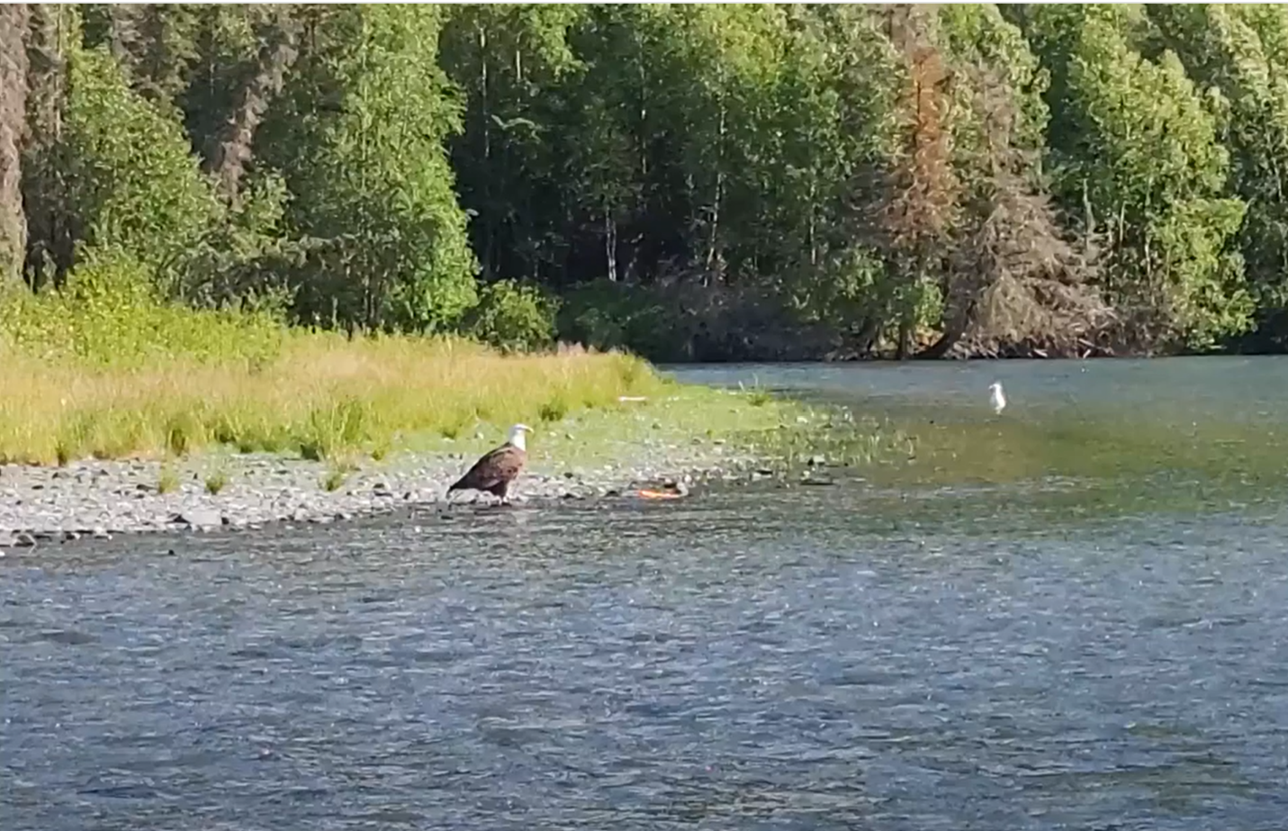 Bald eagle sitting on the shore of the Kenai River in Cooper Landing Alaska