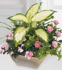 Potted arrangement of pink roses and green-and-cream foliage in a white planter