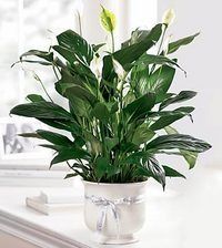 Potted green houseplant with white blooms in a clear glass pot on a white table