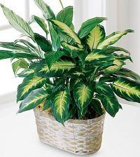 Potted green houseplant with variegated leaves in a woven basket planter