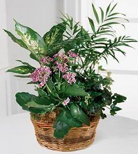 Mixed potted houseplants with pink flowers in a woven basket on a white surface