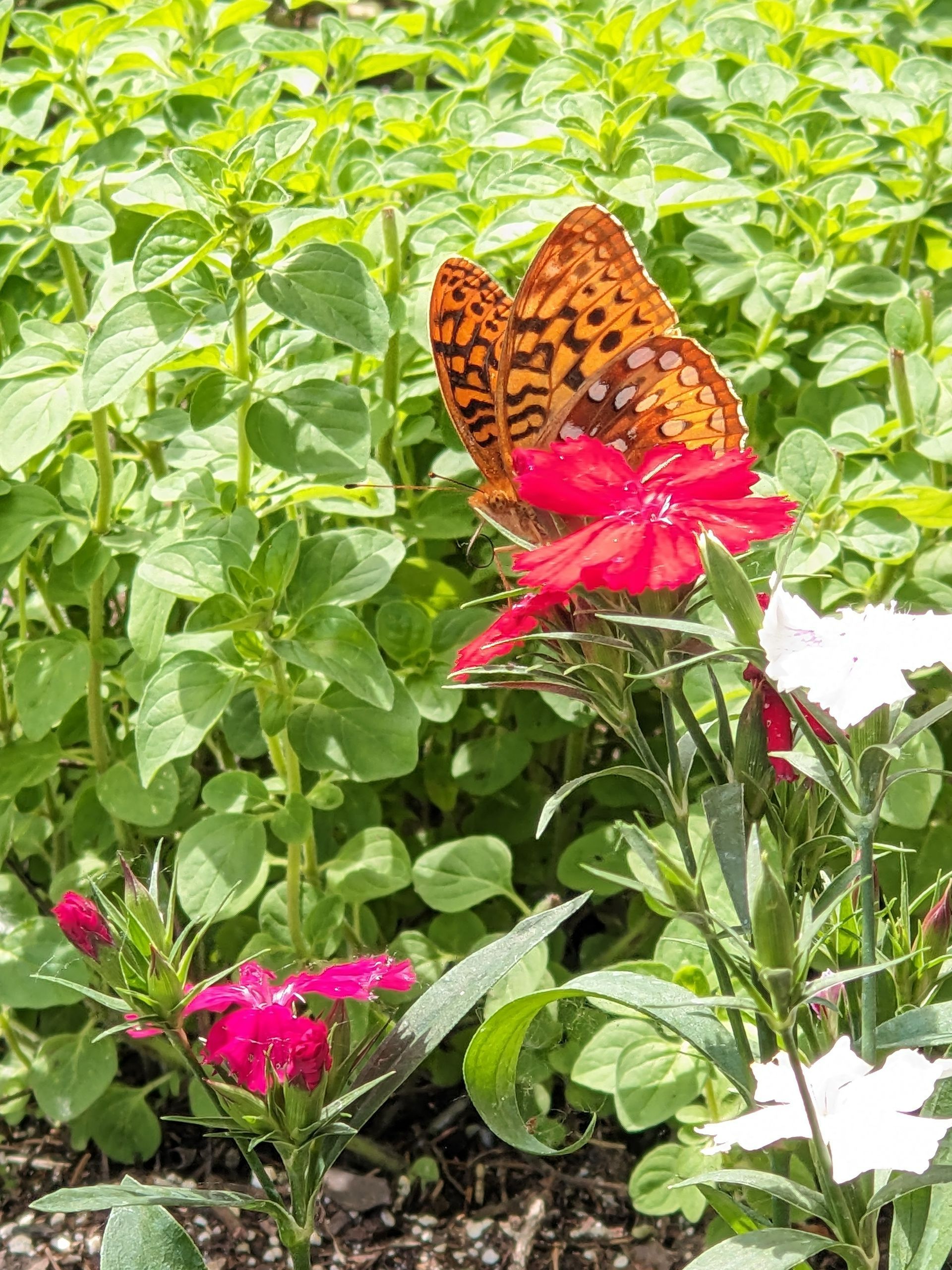 Orange butterfly perched on a red flower, surrounded by green foliage and other flowers.