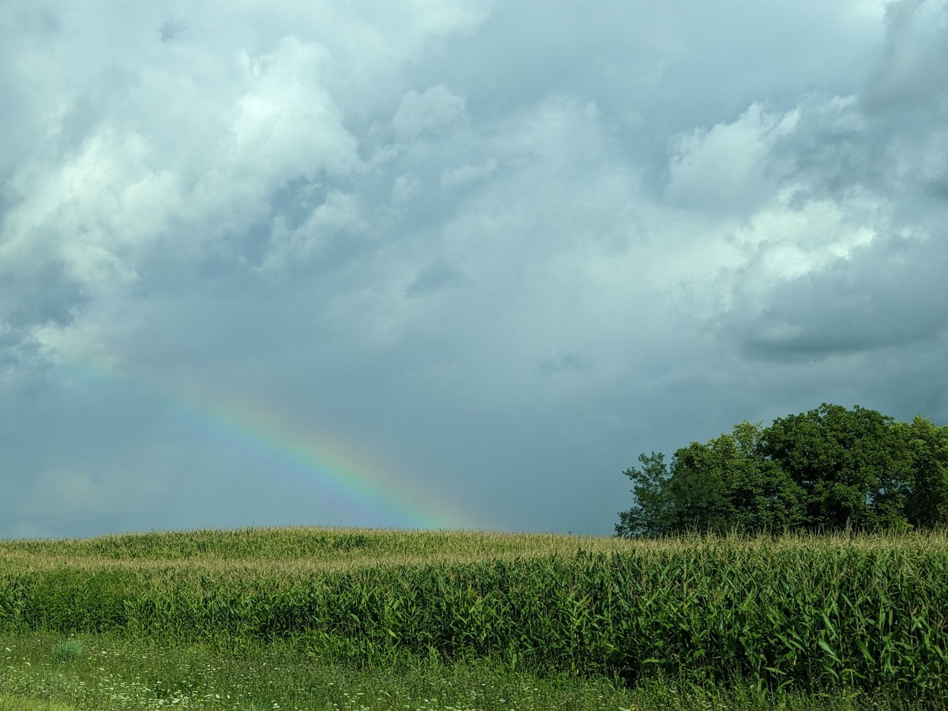 Rainbow arcs over a green cornfield under a cloudy, overcast sky.