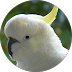 White cockatoo with yellow crest in a close-up profile from a happy client leaving a review.