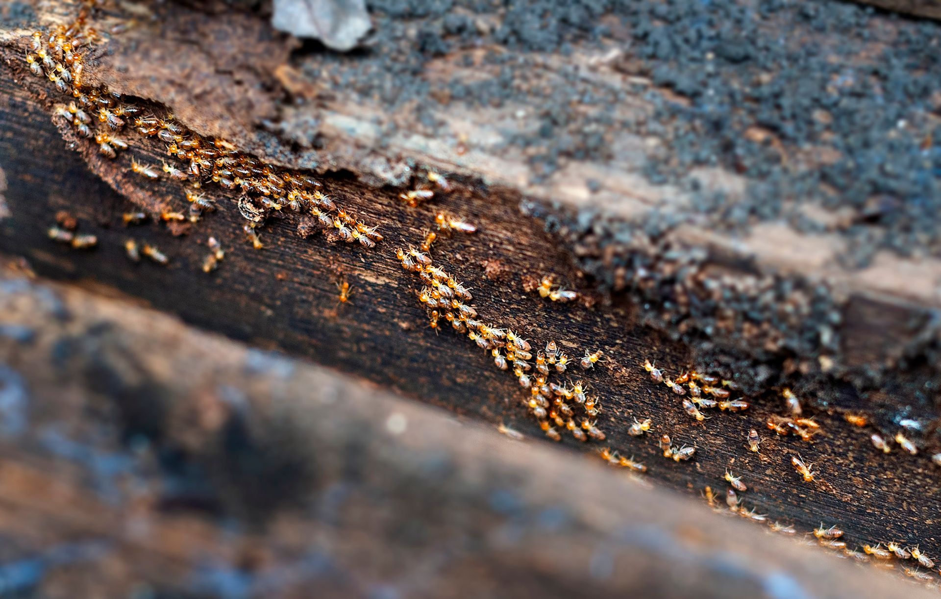 A bunch of termites are crawling on a piece of wood.