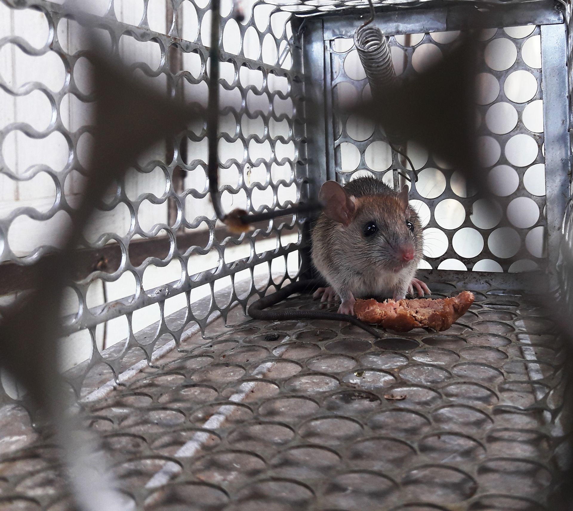 A mouse is sitting on a piece of food in a cage