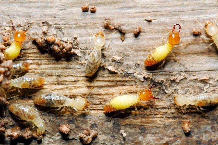A group of termites are crawling on a wooden surface.