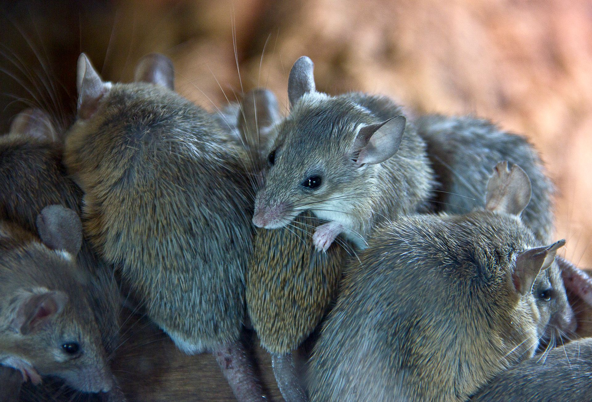 A group of mice are huddled together in a pile.