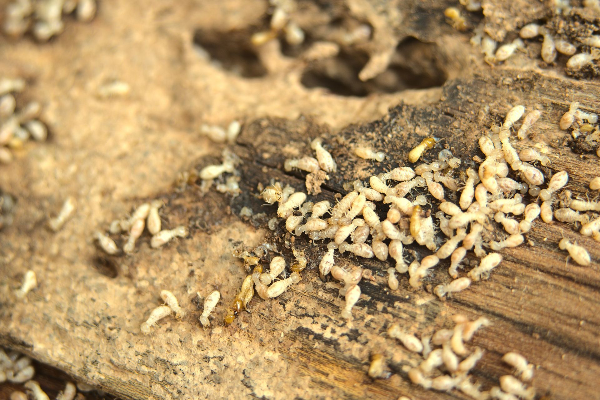 A bunch of termites are crawling on a piece of wood.