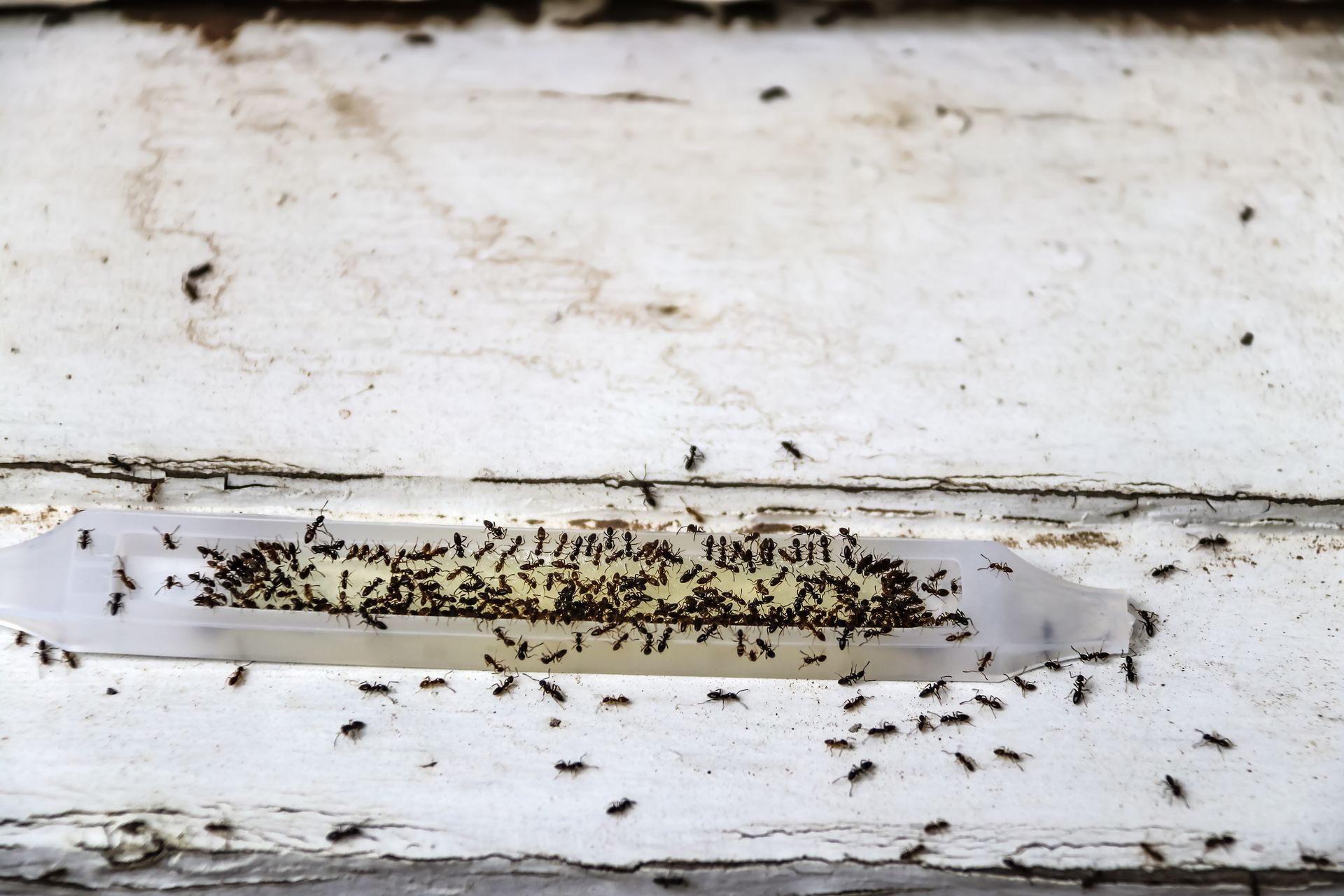 A bunch of ants are crawling on a white surface