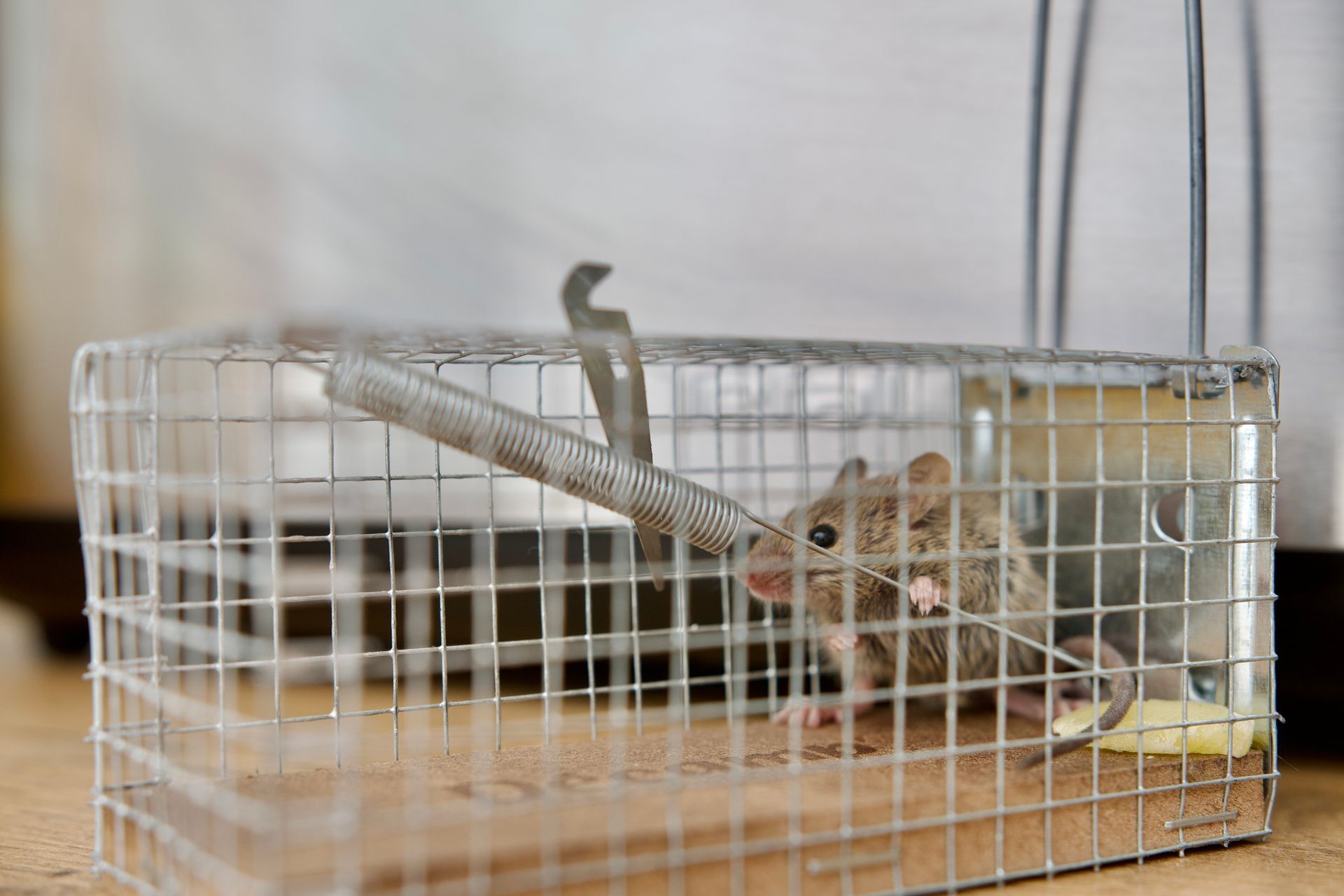 A mouse is sitting in a wire cage on the floor.