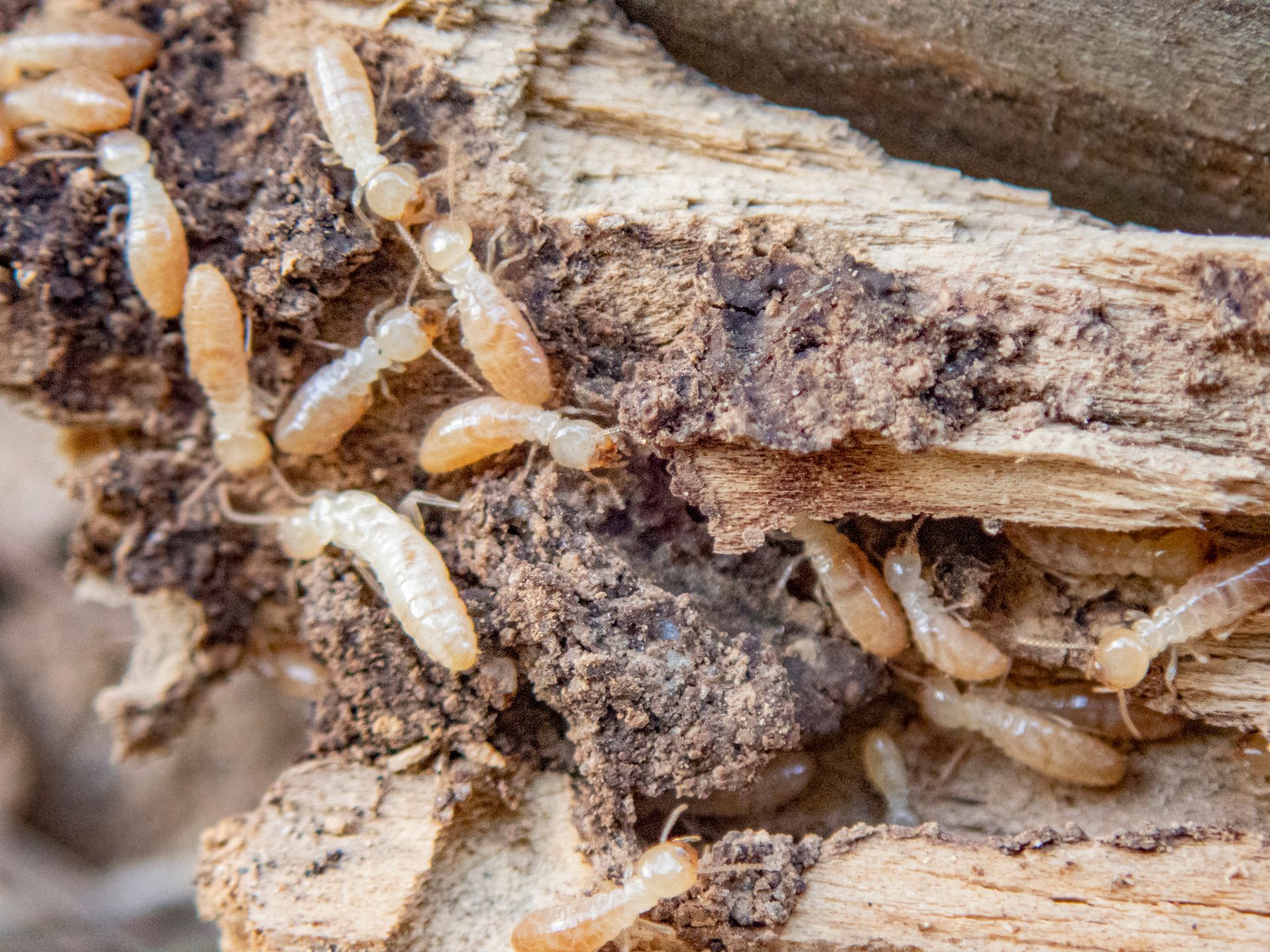 A group of termites are crawling on a piece of wood.