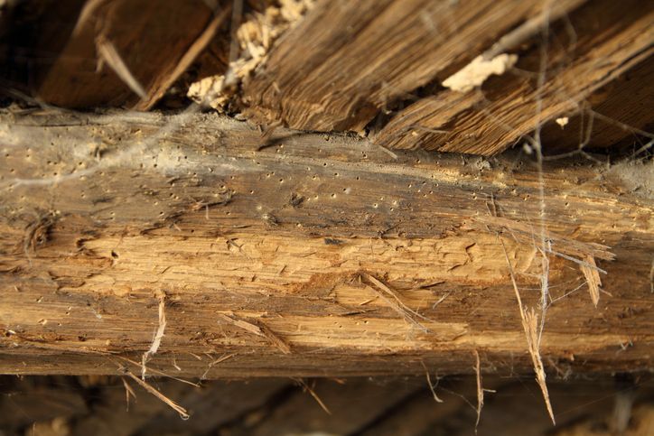 A close up of a piece of wood with spider webs on it.