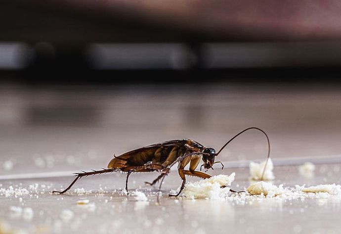 A cockroach is eating food on the floor.