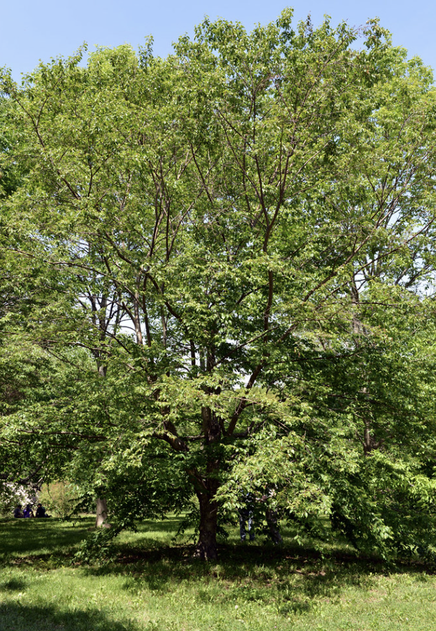 8 Best Birch Trees In Maine (To Plant Or Appreciate)